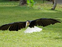 Hornbill 2